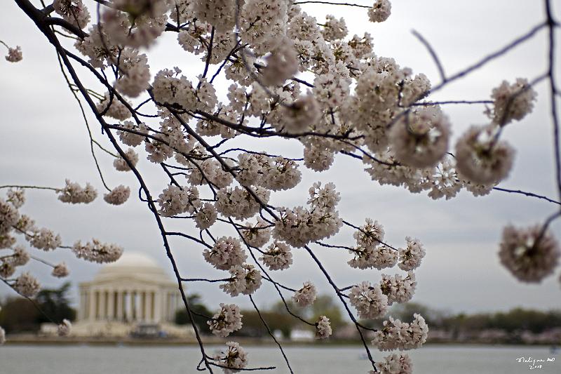20080403_120542 D300 P1.jpg - Jefferson Memorial and cherry blossom blloming along Tidal Basin